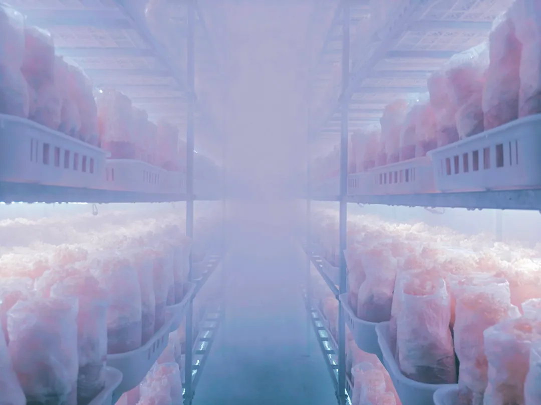 雪花酥与蛋黄酥生产线工艺差异及选型要点解析